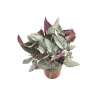 Begonia Beleaf (12 cm Saksıda)