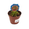 Dionaea Muscipula  - Sinek Yiyen (9 Cm Saksıda)