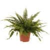 Aşk Merdiveni - Nephrolepis Bitkisi - 8,5 Cm Plastik Saksıda