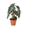Alocasia Polly - Fil Kulağı (12 Cm Saksıda)