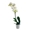 Tek Dal Beyaz Orkide (Canlı Bitki)