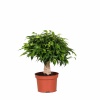 Ficus Benjamin Natasha (12 Cm Saksıda)