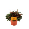 Peperomia Rosso - Zümrüt Dalgası (10,5 Cm Plastik Saksıda)