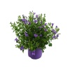Campanula - Duvar Çan Çiçeği (12 cm Saksıda)