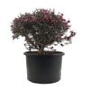 Leptospermum Scoparium
