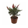 Callistemon - Fırça Çalısı (19 Cm Saksıda)