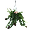 Aeschynanthus Rasta - Ruj Çiçeği (15 Cm Saksıda) - İthal