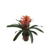 Guzmania Turuncu (12 Cm Saksıda)
