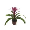 Guzmania Pembe (12 Cm Saksıda)