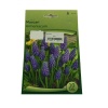 Muscari - Arap Sümbülü Soğanı