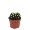 Echinocactus Grusonii- 10,5 Cm Plastik Saksıda