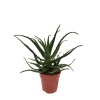 Aloe Abrorescens Kaktüs - 15 Cm Plastik Saksıda