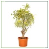 Dracena Song Of İndia (Reflexa) 120 Cm