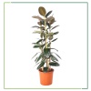 Ficus Elastica - 130 Cm Boyunda