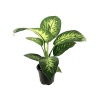 Difenbahya Tropic (17 Cm Saksıda)