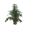 Ficus Benjamin (26 Cm Saksıda)