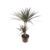 Dracaena Marginata (2X1 17 Cm Saksıda)