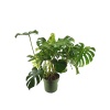 Monstera Deliciosa (30 Cm Saksıda)