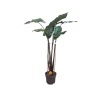 Alocasia (24 Cm Saksıda)