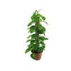 Scindapsus Pinnatum (19 Cm Saksıda)