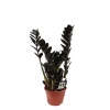 Siyah Zamia (14 Cm Saksıda)