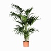Kentia Palmiyesi - Kentya Palmiyesi - 200 - 220 Cm Boyunda
