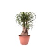 Nolina - Beaucarnea Recurvata - 80 Cm Boyunda