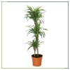 Draceana Lemon - 90 - 100 Cm Boyları Arasında
