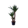 Yucca ( Yukka ) Ağacı - 30 Cm Plastik Saksıda