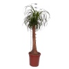 Nolina - Beaucarnea Recurvata - 140 Cm Boyunda