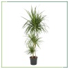 Dracaena Marginata - Madagaskar Dragon Ağacı - 130 Cm Boyunda