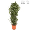 Dracaena Dorado - 200 Cm Boyunda