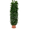 Ficus Cyathistipula - 240 Cm Boyunda