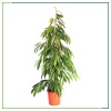 Ficus Amstel King - Alii 165 Cm Boyunda