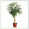 Heteropanax - 180 Cm Boyunda