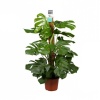 Monstera Deliciosa -  Deve Tabanı - 120 Cm Boyunda