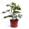 Beyaz Alacalı Monstera 90-100 Cm