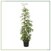 Schefflera(Şeflera) -  Şemsiye Ağacı - 160-180 Cm Boyları Arasında
