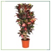 Croton Petra -  130 Cm Boyunda