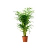 Areca Palmiye 100Cm