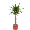 Yucca ( Yukka )180 Cm