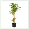 Dracena Massengena - 130 Cm Boyunda