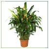 Heliconia 170 Cm