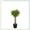 Ficus Benjamin - Kafes 130 Cm Boyunda