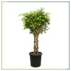 Ficus Benjamin - Kafes 170 Cm Boyunda