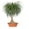 Nolina - Beaucarnea Recurvata - 180 Cm Boyunda