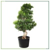 Bonsai Ağacı - 270 Cm Boyunda