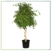 Ficus Benjamin Burgu - 270 Cm Boyunda