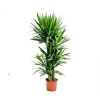 Yucca ( Yukka ) 160-180 Cm 4 Gövdeli