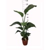 Starliçe - Cennet Kuşu 24 Cm Saksıd 150-160 Cm Boyları Arasında